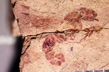 Media type: image;   Entomology PALE-27356